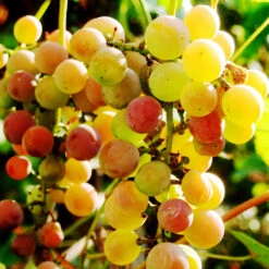 Summit Muscadine Grapes -GreenNest Store Summit muscadine Grape 3
