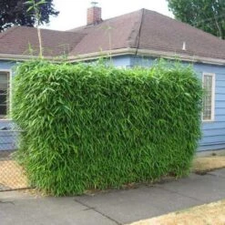 Sunset Glow Bamboo -GreenNest Store Sunset Glow Bamboo 2 450w