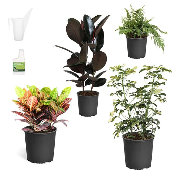 Sunset Hues House Plant Kit 1 Sunset Hues House Plant Kit