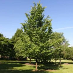 Emerald Sunshine® Elm Tree -GreenNest Store Sunshine Elm 2