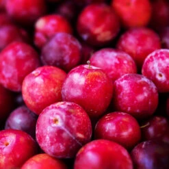 Superior Plum Tree -GreenNest Store Superior Plum 3