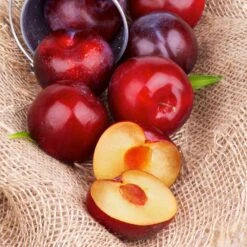 Superior Plum Tree -GreenNest Store Superior Plum 4