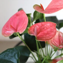 Pink Anthurium -GreenNest Store Sweet Dream Pink Anthurium 1
