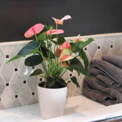 Pink Anthurium -GreenNest Store Sweet Dream Pink Anthurium 2