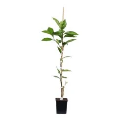 Tangelo Tree -GreenNest Store TAN TRE 12 1QT