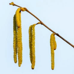 Theta Filbert Hazelnut -GreenNest Store THeta FIlbert Hazelnut 3