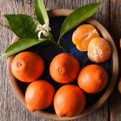 Tangelo Tree -GreenNest Store Tangelo 1 FGT