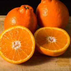 Tangelo Tree -GreenNest Store Tangelo 3 FGT