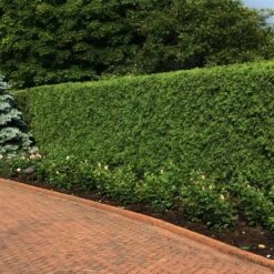 'Techny' Cold Hardy Thuja Tree -GreenNest Store Techny Thuja 2