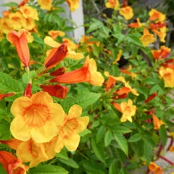 Orange Jubilee Tecoma 5 Orange Jubilee Tecoma -GreenNest Store Tecoma Orange jubilee 1