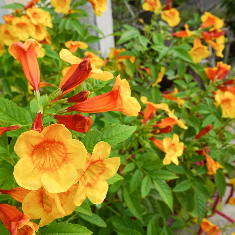 Orange Jubilee Tecoma 3 Orange Jubilee Tecoma - Image 3