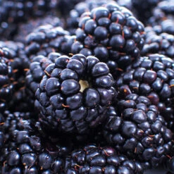 Thornless Blackberry -GreenNest Store Thornless Blackberry 1