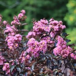 Thunderstruck™ Lavender Blast™ Crape Myrtle Tree -GreenNest Store Thunderstruck Lavender Blast 2 FGT