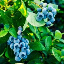 Tifblue Blueberry Bush -GreenNest Store TifBlue Blueberry 1
