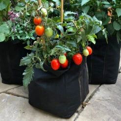 Patio Tomato Garden 7 Patio Tomato Garden -GreenNest Store Tomato Garden kit 1