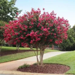 Tonto Crape Myrtle Tree -GreenNest Store Tonto Crape Myrtle 2