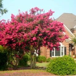 Featured Products -GreenNest Store Tonto Crape Myrtle 4 FGT