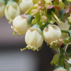 Top Hat Blueberry Bush -GreenNest Store TopHat BLueberry 3