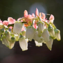 Toro Blueberry Bush - USDA Organic 12 Toro Blueberry Bush - USDA Organic -GreenNest Store Toro Blueberry 3 1cbc3ceb 6262 43bb 917a 490851827d67