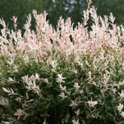 Tri-Color Dappled Willow 9 Tri-Color Dappled Willow -GreenNest Store Tri color Willow 1 FGT