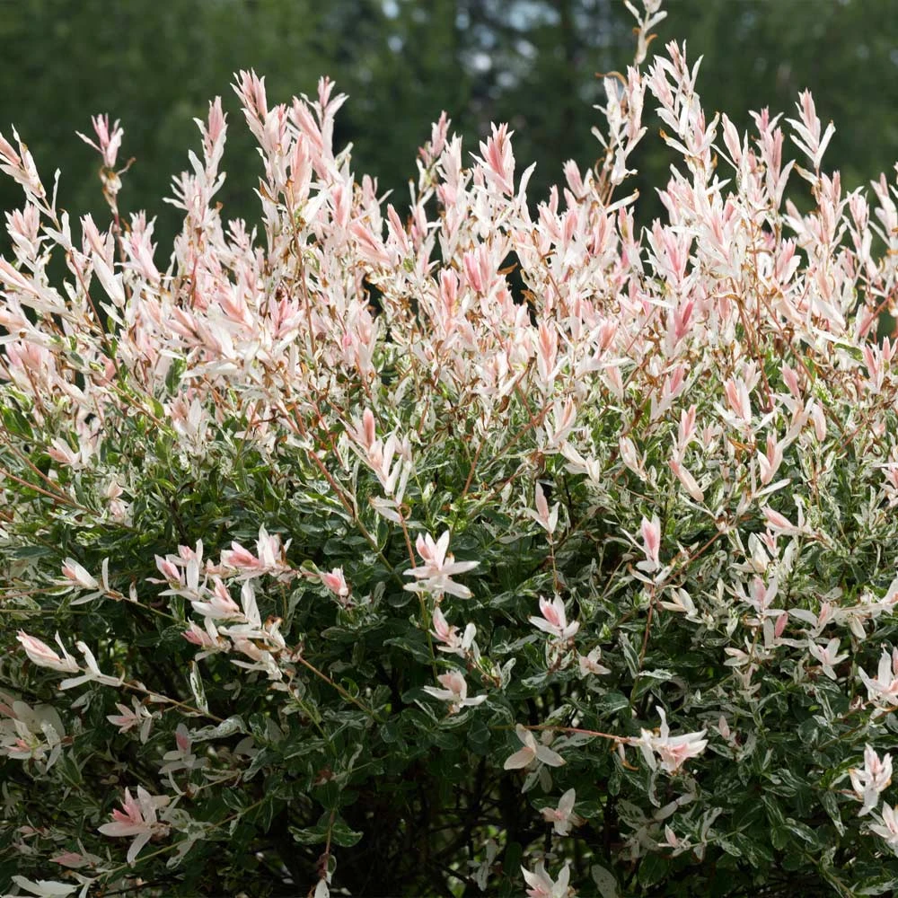 Tri-Color Dappled Willow 4 Tri-Color Dappled Willow - Image 4