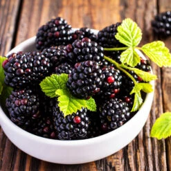 Triple Crown Blackberry Plant - USDA Organic -GreenNest Store Triple Crown Blackberry 2 f4c1707d 0278 4583 832b 171127df1ba2