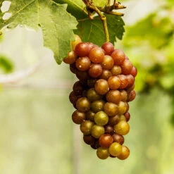 Triumph Muscadine Grapes -GreenNest Store Triumph Muscadine 1