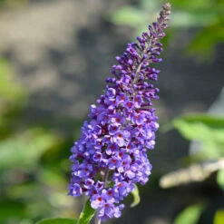 True Blue Butterfly Bush (Tree Form) -GreenNest Store True Blue Butterfly 3 BB