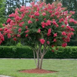Tuscarora Crape Myrtle -GreenNest Store Tuscarora Crape myrtle 2 FGT cb71a657 17a5 465a 96ac b99844a4b082