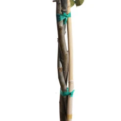 Honeycrisp™ & McIntosh Twisted Apple Tree -GreenNest Store Twisted Apple CU 4637eb36 1ee6 436b 9699 870875cbf9fd