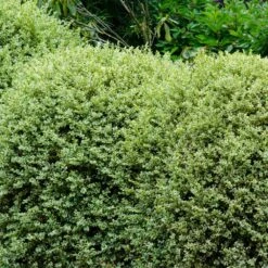Variegated Boxwood Shrub 6 Variegated Boxwood Shrub -GreenNest Store Variegated Boxwood 1