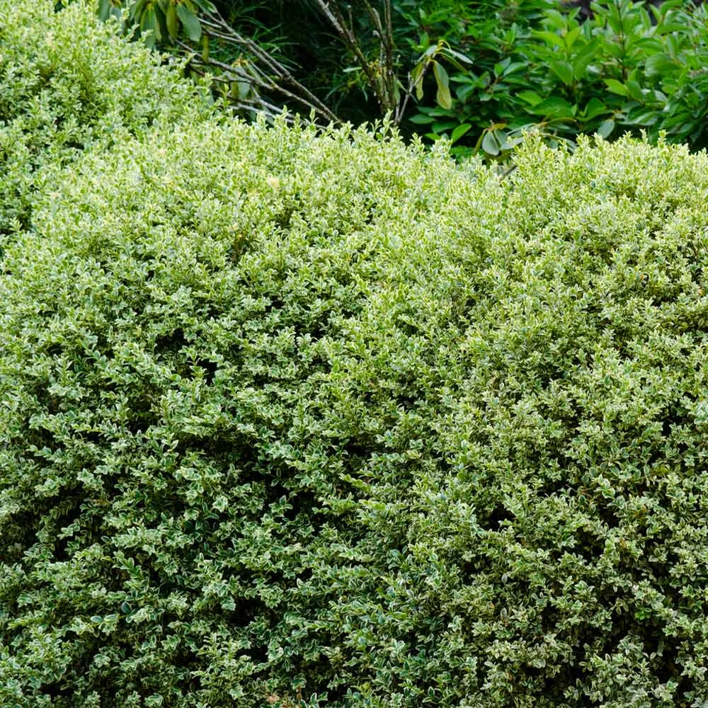 Variegated Boxwood Shrub 3 Variegated Boxwood Shrub - Image 3