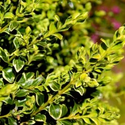 Variegated Boxwood Shrub 7 Variegated Boxwood Shrub -GreenNest Store Variegated Boxwood 4 FGT