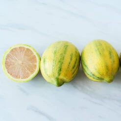 Pink Variegated Eureka Lemon Bush -GreenNest Store Variegated Pink Eureka 2 BB