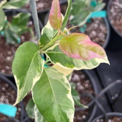 Pink Variegated Eureka Lemon Bush -GreenNest Store Variegated Pink Eureka 7 dbfb1cfe f5d9 45c1 aac9 7809e00cecc3