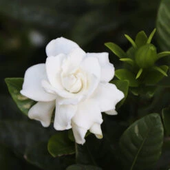 Gardenia 'Veitchii' Shrub -GreenNest Store Veitchii Gardenia 2 FGT