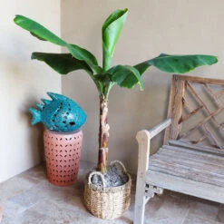 Boho House Plant Kit -GreenNest Store Veranda Banana 3 9a882426 fee0 400e bf5e cc653dcfb427