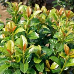 Volcano Cherry Laurel 6 Volcano Cherry Laurel -GreenNest Store Volcano Laurel 3 FGT