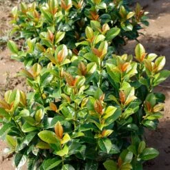 Volcano Cherry Laurel 7 Volcano Cherry Laurel -GreenNest Store Volcano Laurel 4