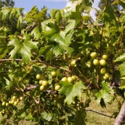 Wine Lover's Kit -GreenNest Store WIne Lovers Kit 2