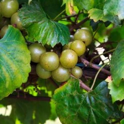 Wine Lover's Kit -GreenNest Store WIne Lovers Kit 3