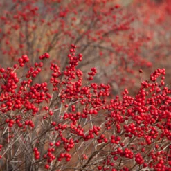 Winter Red Winterberry Holly Shrub -GreenNest Store WInter Red winterberry 1