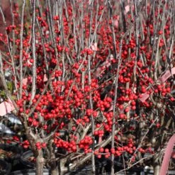Winter Red Winterberry Holly Shrub -GreenNest Store WInter Red winterberry 3G