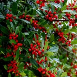 Winter Red Winterberry Holly Shrub -GreenNest Store WInter Red winterberry 6