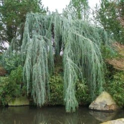 Weeping Blue Atlas Cedar Tree 7 Weeping Blue Atlas Cedar Tree -GreenNest Store Weeping Blue atlas Cedar 1