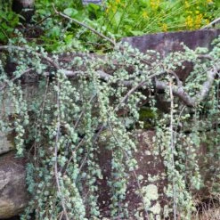 Weeping Blue Atlas Cedar Tree 6 Weeping Blue Atlas Cedar Tree -GreenNest Store Weeping Blue atlas Cedar 5 FGT