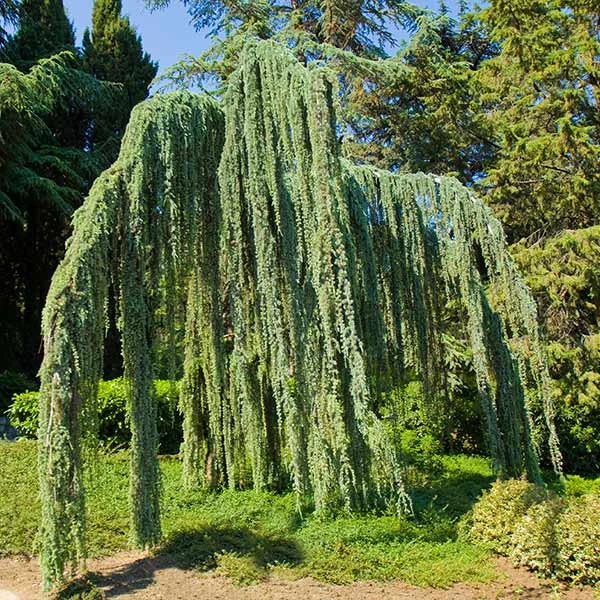 Weeping Blue Atlas Cedar Tree 1 Weeping Blue Atlas Cedar Tree
