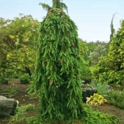 Front Page -GreenNest Store Weeping Norway SPruce 1