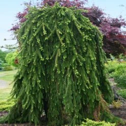 Weeping Norway Spruce Tree -GreenNest Store Weeping Norway SPruce 2