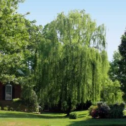 Weeping Willow -GreenNest Store Weeping Willow 2 FGT